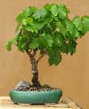 grape bonsai