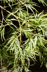 Viridis
