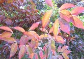 Gold Spot Dogwood