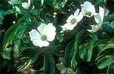 Gold Spot Dogwood