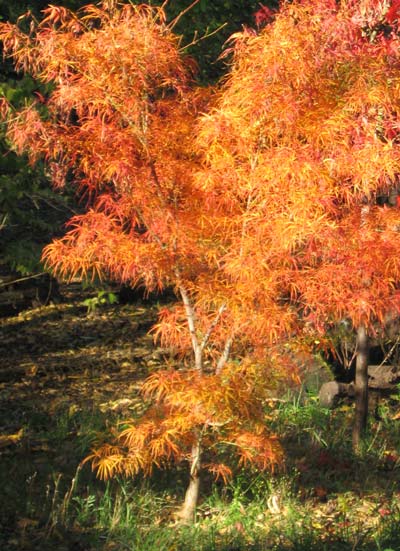 Skeeter's Broom