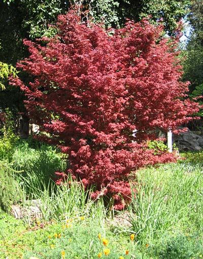 Skeeter's Broom