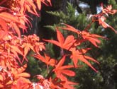 Skeeter's Broom