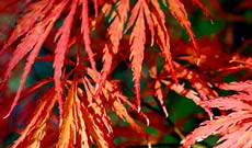 Acer Palmatum dissectums