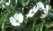 Dogwood
