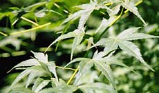 Acer Palmatum Upright Habit