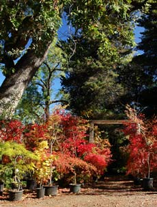 Fall color