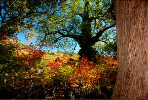 forest