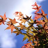 maple leaves