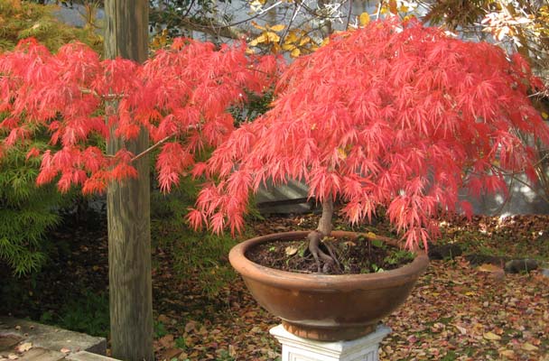 Cotinus Grace