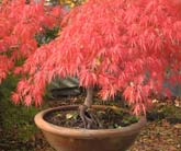 Cotinus Grace