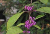 Beauty berry