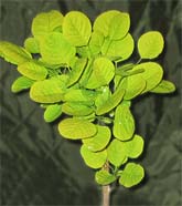 Cotinus coggygria "Golden Spirit"
