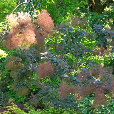 Cotinus Grace