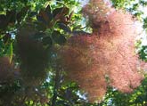 Cotinus Grace