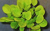 Cotinus coggygria "Golden Spirit"