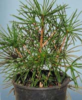 Sciadopitys (Umbrella Pine)