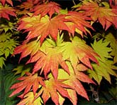 Acer shirasawanum "Autumn Moon"