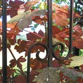 Acer japonicum Vitifolium