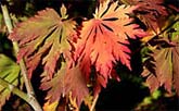 Acer japonicum Aconitifolium "Maiku jaku"