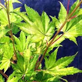 Acer shirasawanum Jordan