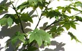-
Acer japonicum Meigetsu