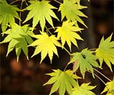 Acer shirasawanum Microphyllum