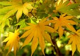 Acer shirasawanum Microphyllum