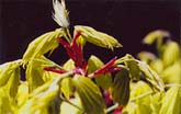 Red and Green Filigree