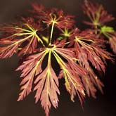 Acer japonicum Oregon Fern