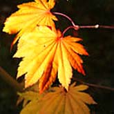 Acer japonicum Otaki