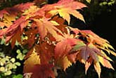 Acer japonicum Vitifolium