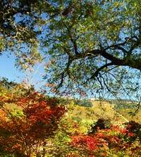 fall color