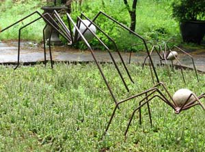 spiders