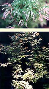 Ukigumo