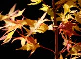Winter Flame