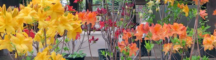 flowering plants