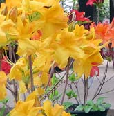 Exbury Azalea