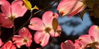 Flowering Plants