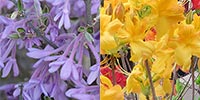 Flowering Plants