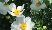 Flowering Plants
