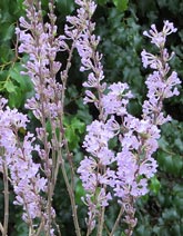 Lilac Daphne